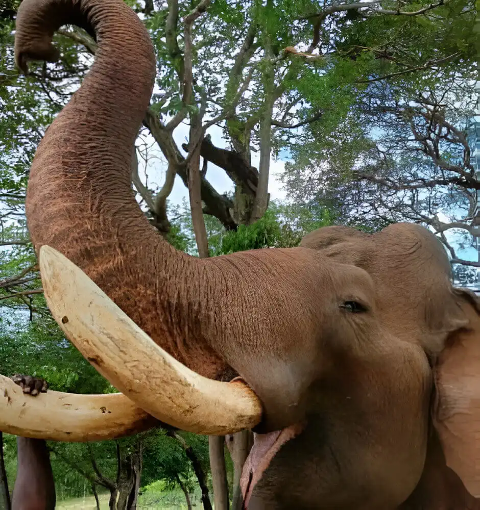 Riverside Resorts in Anaikatti