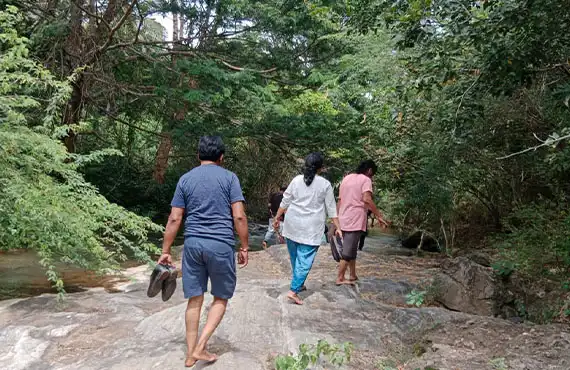 Jungle Resorts Kerala